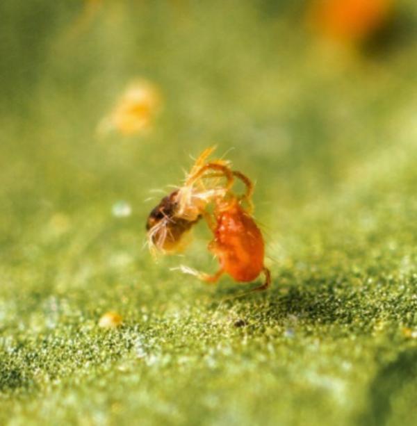 Acaro fitoseide preda ragnetto rosso